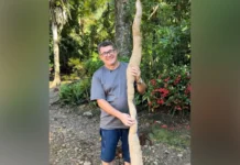 Agricultor encontra mandioca de 2,20m em SC