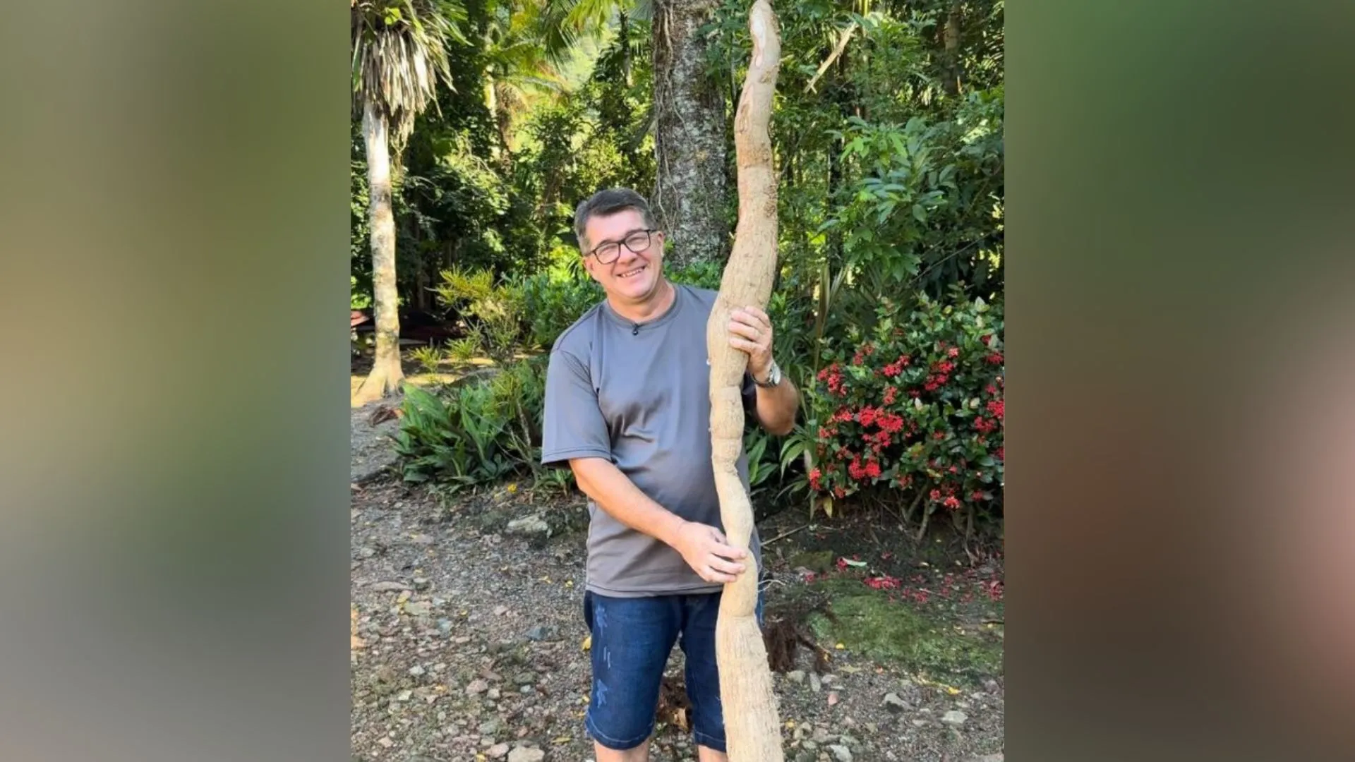 Agricultor encontra mandioca de 2,20m em SC