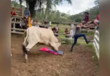 Esquema da Farra do Boi é desmantelado e 40 são indiciados