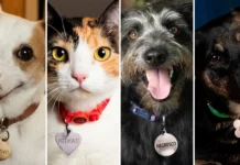 Nestlé dá vale-compras para pets com nomes de produtos famosos