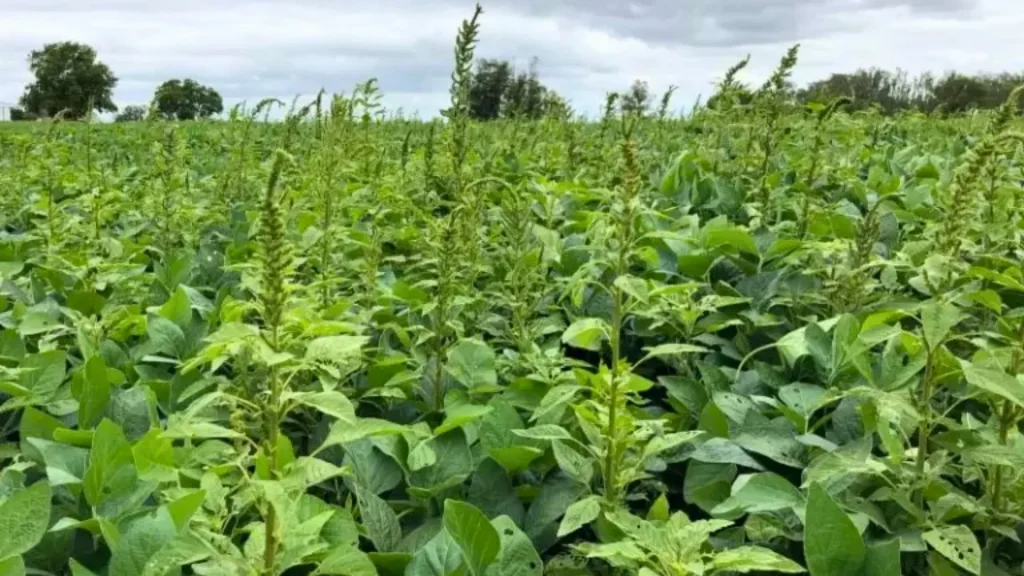 Planta ‘mais agressiva do mundo’ aparece em SC e preocupa produtores