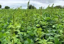 Planta ‘mais agressiva do mundo’ aparece em SC e preocupa produtores Planta ‘mais agressiva do mundo’ aparece em SC e preocupa produtores