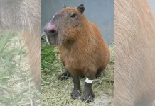 Lei do “Cão Orelha” entra em ação após espancamento de capivara no RJ Lei do “Cão Orelha” entra em ação após espancamento de capivara no RJ