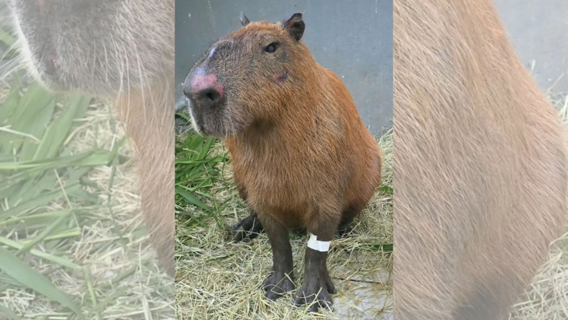 Lei do “Cão Orelha” entra em ação após espancamento de capivara no RJ