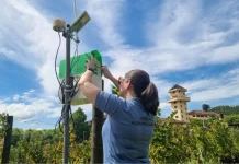 Nova tecnologia de IA identifica pragas em tempo real nas videiras Nova tecnologia de IA identifica pragas em tempo real nas videiras