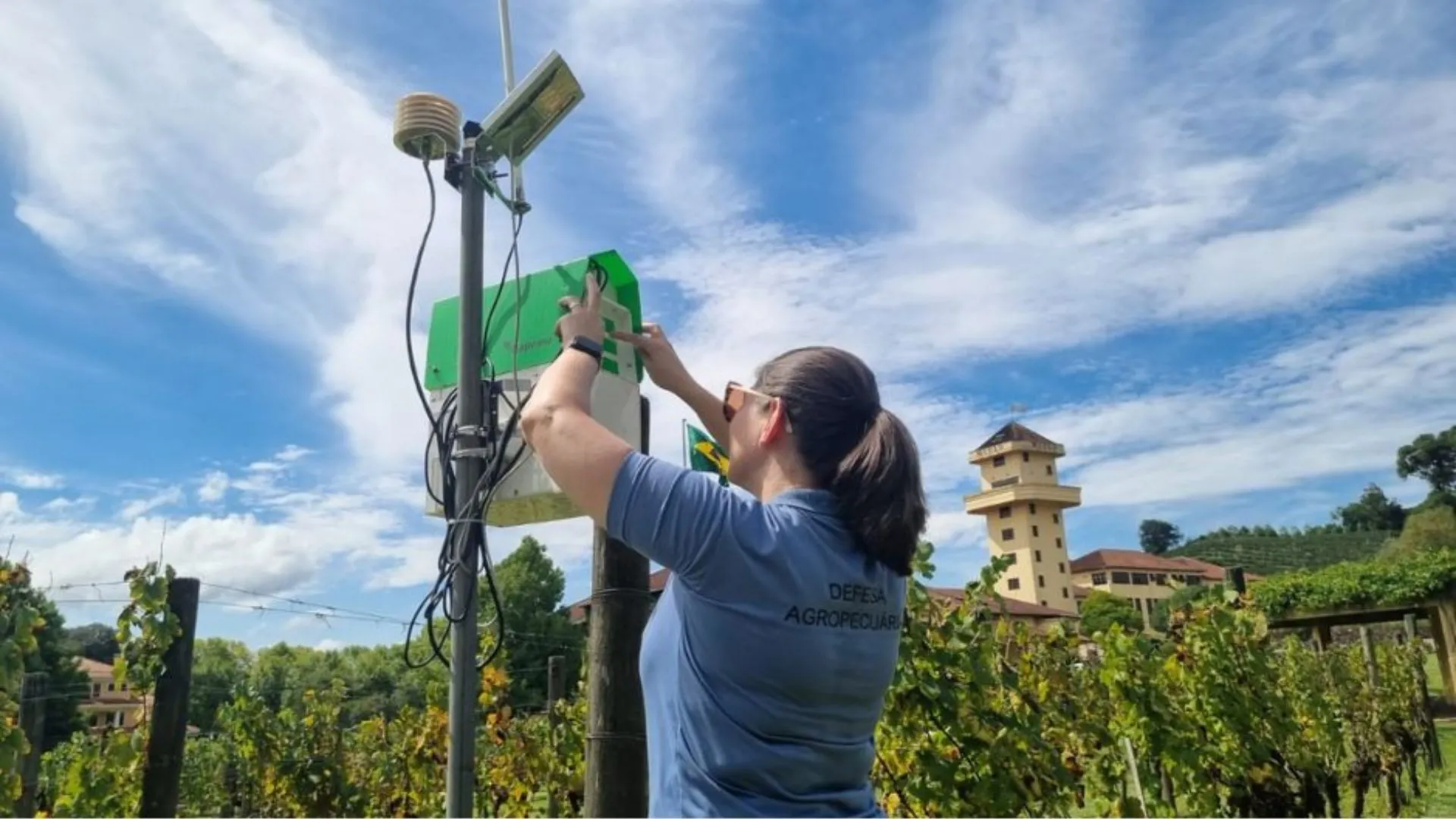 Nova tecnologia de IA identifica pragas em tempo real nas videiras