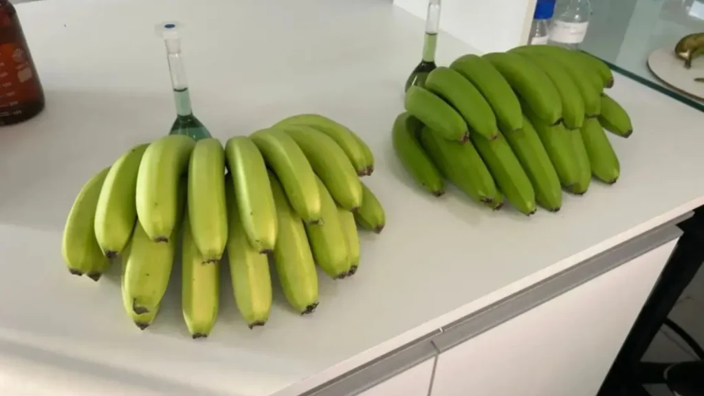 Nova banana descoberta em SC chama tenção pela cor diferenciada