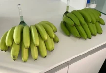 Nova banana descoberta em SC chama tenção pela cor diferenciada Nova banana descoberta em SC chama tenção pela cor diferenciada