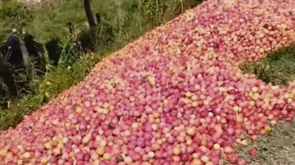 Falta de compradores faz produtor "jogar fora" 50 toneladas de ameixa