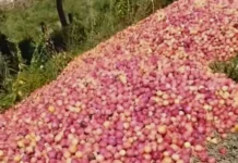 Falta de compradores faz produtor “jogar fora” 50 toneladas de ameixa Falta de compradores faz produtor "jogar fora" 50 toneladas de ameixa