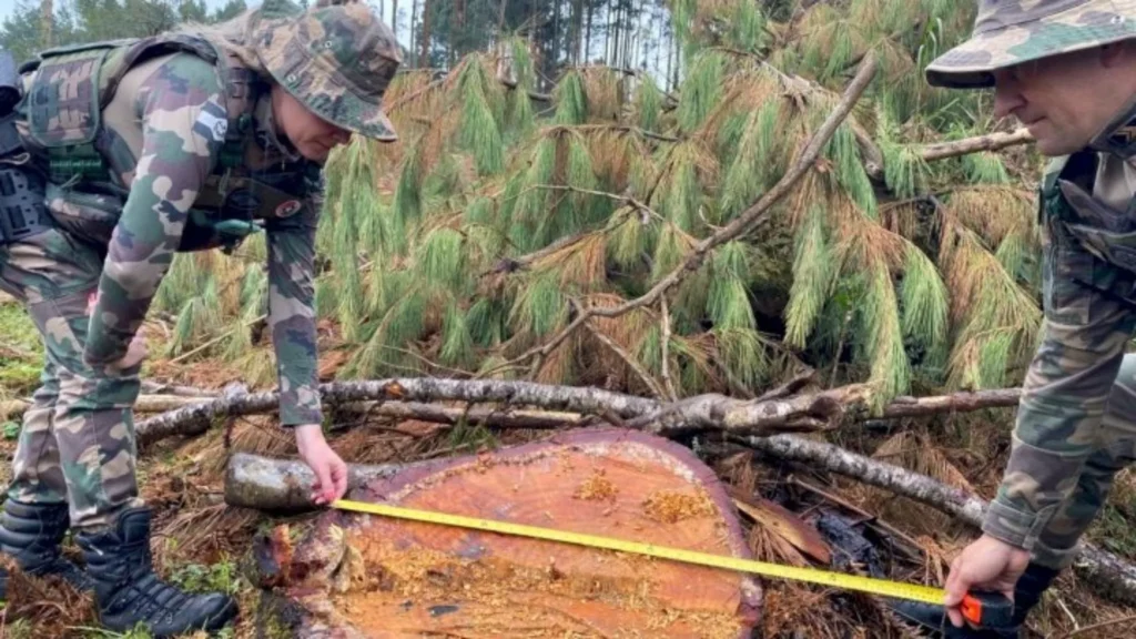 Corte ilegal de mais de 40 araucárias é flagrado no Meio-Oeste