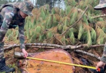 Corte ilegal de mais de 40 araucárias é flagrado no Meio-Oeste