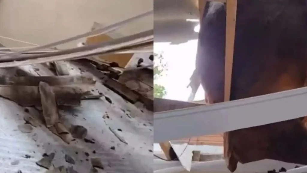 Boi cai em telhado de casa e assusta morador em Tangará