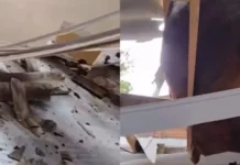 Boi cai em telhado de casa e assusta morador em Tangará