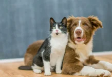 Mutirão de castrações atende animais em Caçador nesta semana