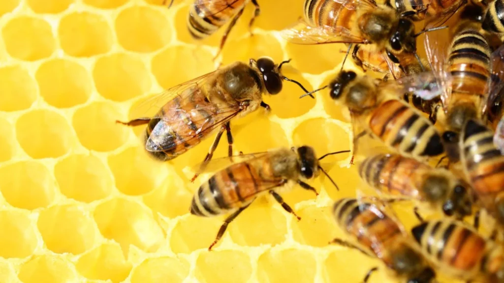 Produtores da região organizam caravana para Congresso de Apicultura