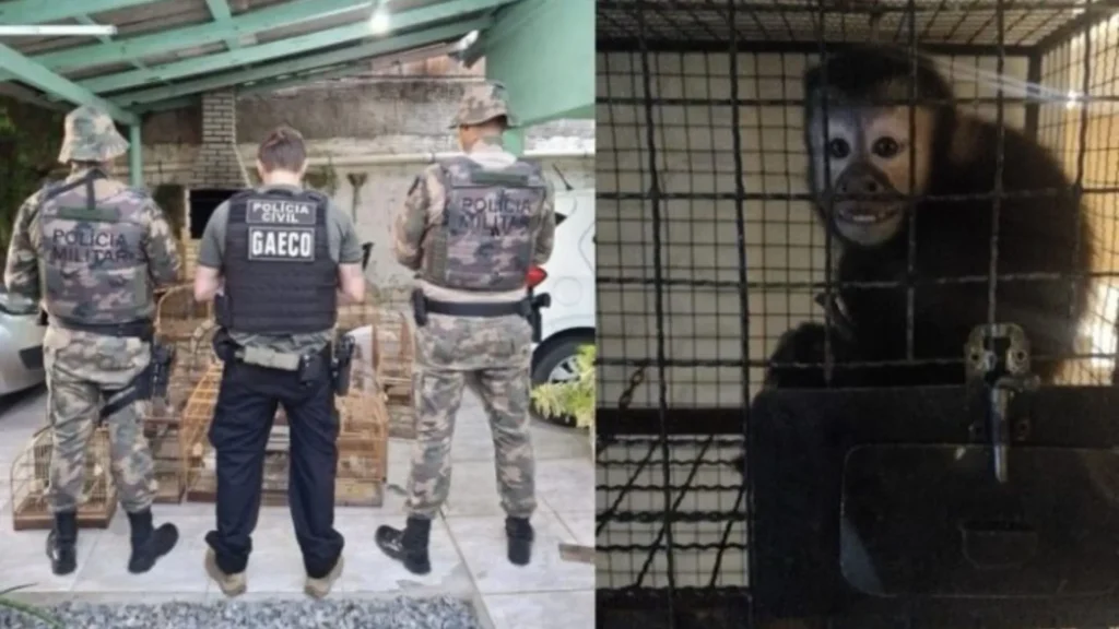 Operação Aruana combate tráfico de animais em SC e mais quatro estados