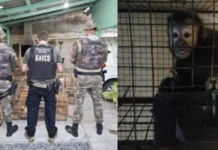 Operação Aruana combate tráfico de animais em SC e mais quatro estados