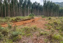 Lobo-guará é filmado em município do Meio-Oeste catarinense Lobo-guará é filmado em município do Meio-Oeste catarinense