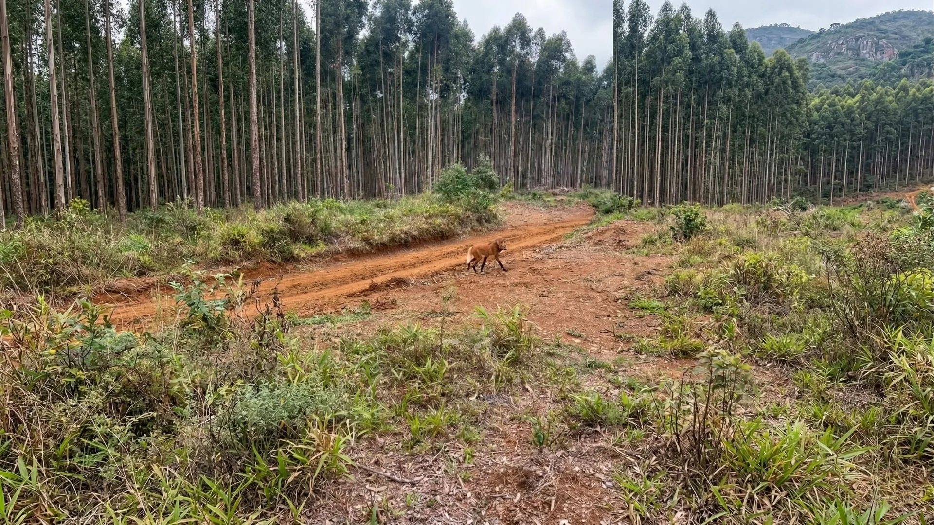 Lobo-guará é filmado em município do Meio-Oeste catarinense