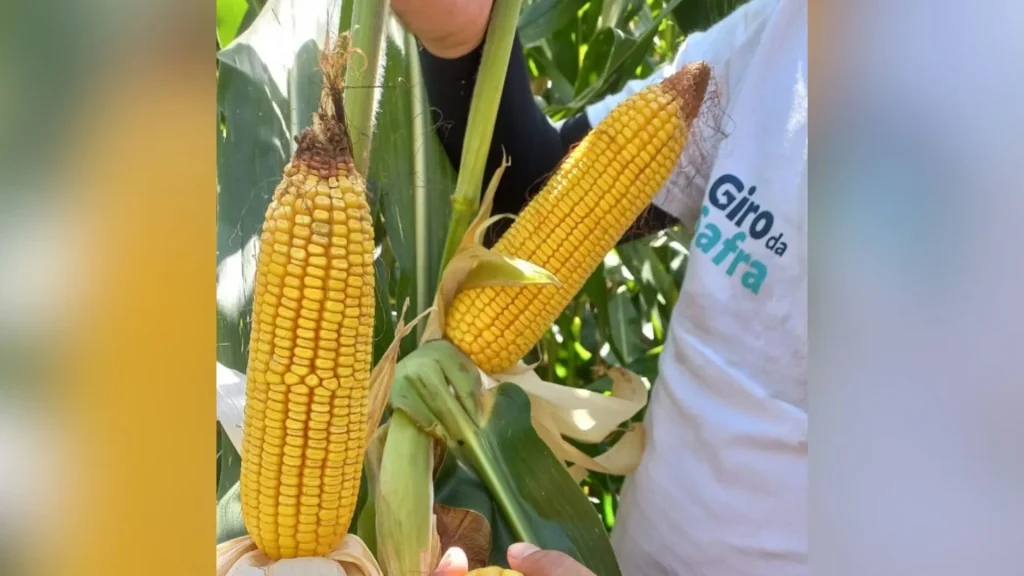 Programa estimula jovens no campo e milho deve render mais