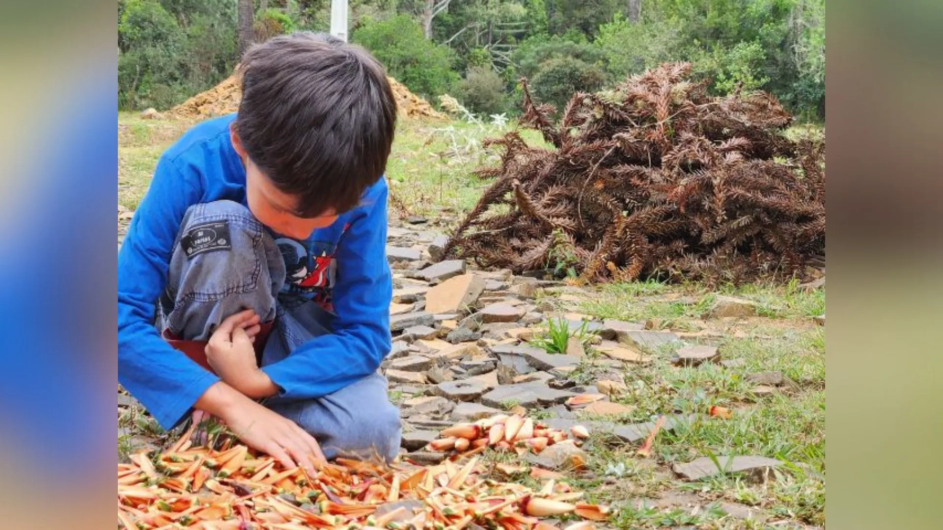 Safra de pinhão deve cair em Santa Catarina este ano