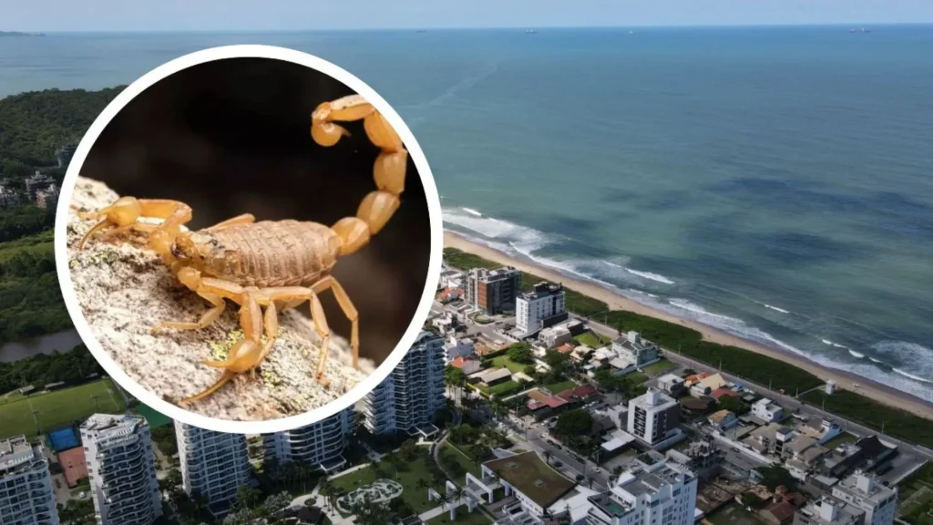 Escorpiões mais venenosos da América do Sul invadem praia famosa de SC