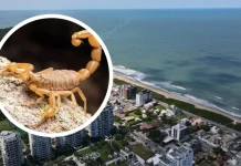 Escorpiões mais venenosos da América do Sul invadem praia famosa de SC Escorpiões mais venenosos da América do Sul invadem praia famosa de SC