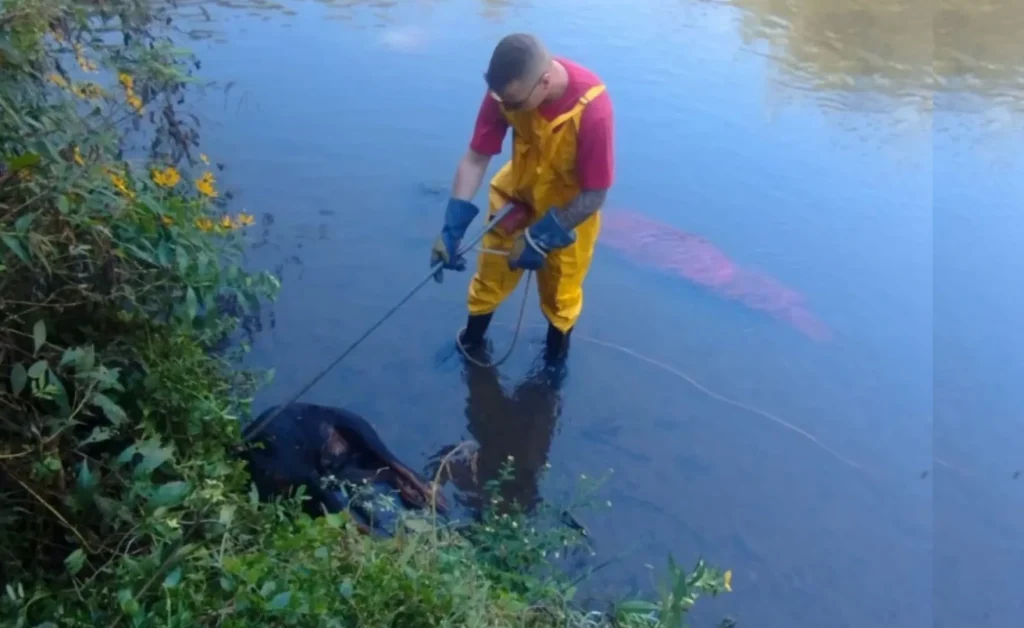 Cachorro amarrado em cobertor é encontrado em rio de Caçador