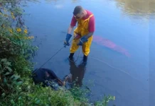 Cachorro amarrado em cobertor é encontrado em rio de Caçador Cachorro amarrado em cobertor é encontrado em rio de Caçador