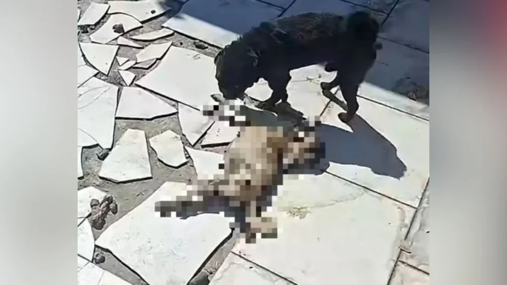 Pug morre em situação de abandono e outros cães são resgatados em SC