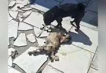 Pug morre em situação de abandono e outros cães são resgatados em SC Pug morre em situação de abandono e outros cães são resgatados em SC