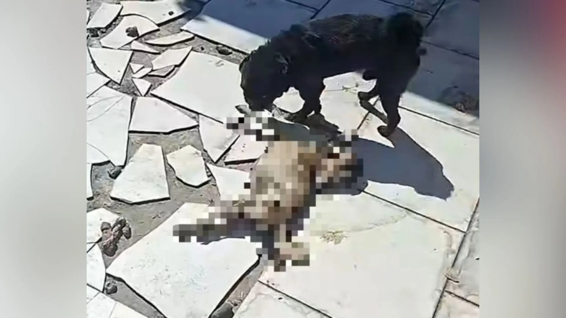 Pug morre em situação de abandono e outros cães são resgatados em SC