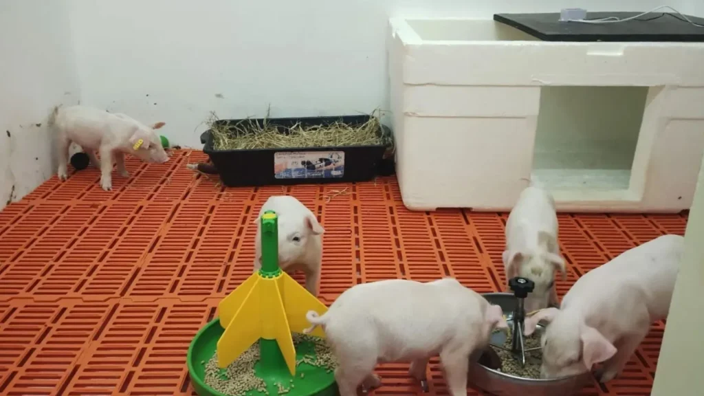 Suíno clonado em São Paulo pode gerar três novos animais para pesquisas de xenotransplante
