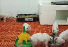 Suíno clonado em São Paulo pode gerar três novos animais para pesquisas de xenotransplante Suíno clonado em São Paulo pode gerar três novos animais para pesquisas de xenotransplante