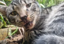 Maus-tratos a animais vão além da violência física, alerta veterinário Maus-tratos a animais vão além da violência física, alerta veterinário