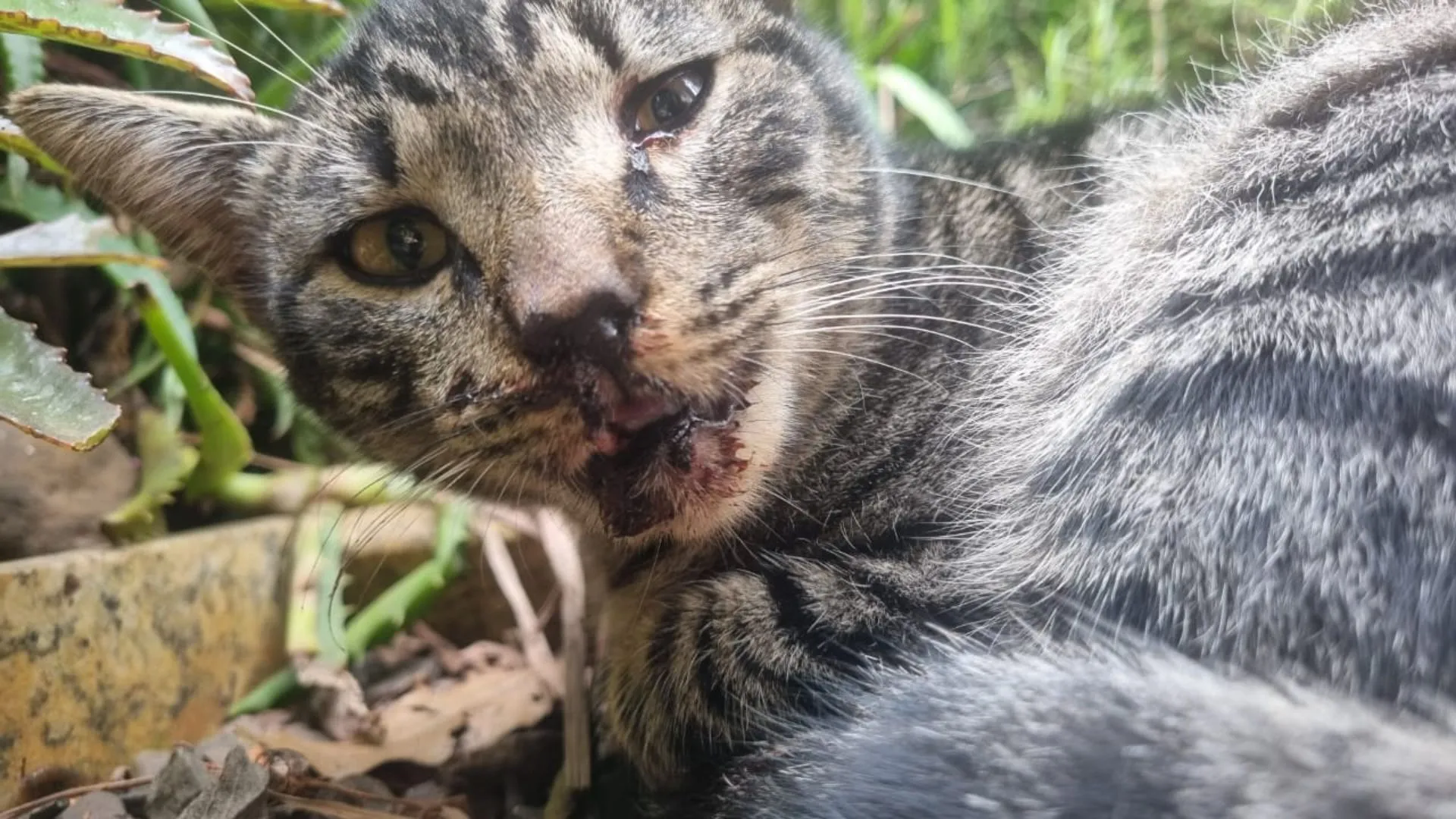 Maus-tratos a animais vão além da violência física, alerta veterinário