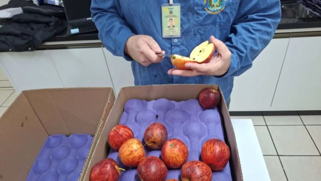 Santa Catarina fortalece exportação de maçã com nova certificação