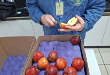 Santa Catarina fortalece exportação de maçã com nova certificação Santa Catarina fortalece exportação de maçã com nova certificação