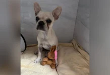 Veja como está a cachorra após engolir 55 pedras de crack em SC Veja como está a cachorra após engolir 55 pedras de crack em SC