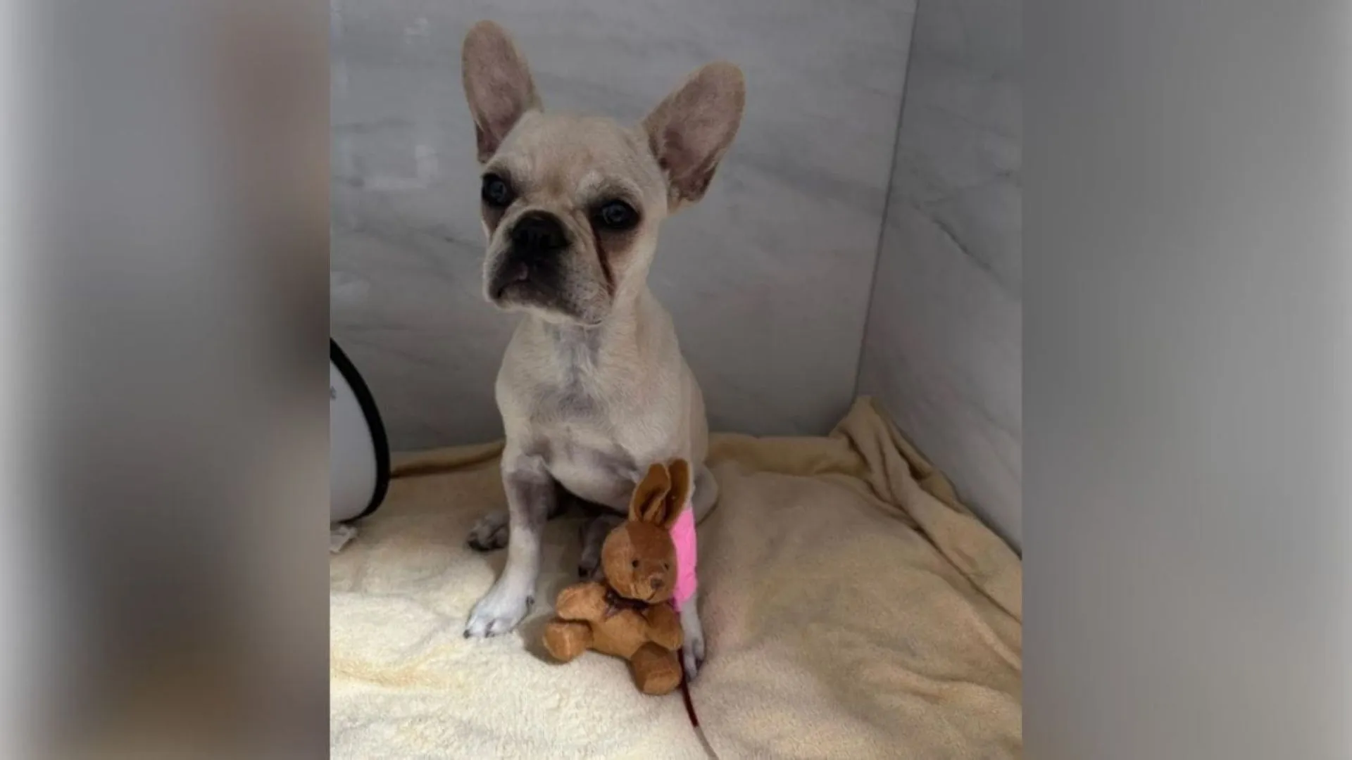 Veja como está a cachorra após engolir 55 pedras de crack em SC