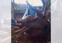 Mandioca gigante de 84 kg surpreende produtor no interior de SC Mandioca gigante de 84 kg surpreende produtor no interior de SC