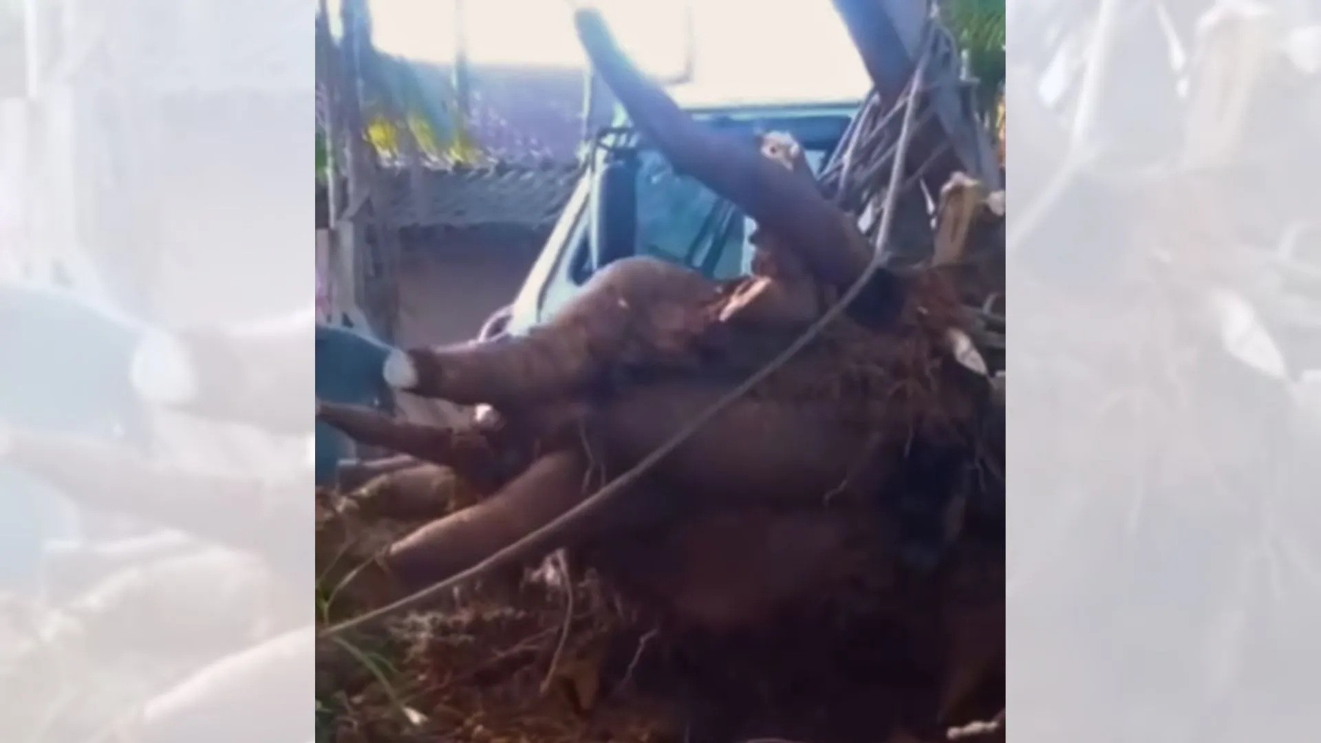 Mandioca gigante de 84 kg surpreende produtor no interior de SC