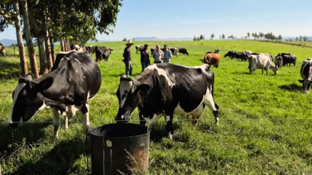 Após 8 meses em baixa, mercado do leite dá sinais de recuperação