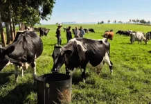 Após 8 meses em baixa, mercado do leite dá sinais de recuperação Após 8 meses em baixa, mercado do leite dá sinais de recuperação