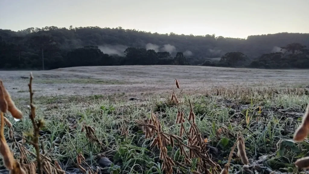 Frio intenso derruba temperaturas e provoca geada no Meio-Oeste de SC