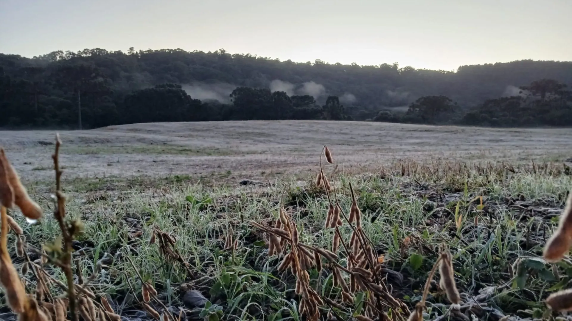 Frio intenso derruba temperaturas e provoca geada no Meio-Oeste de SC