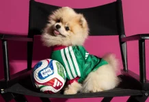 Adidas lança camisas da Copa do Mundo 2026 para pet’s Adidas lança camisas da Copa do Mundo 2026 para pet's