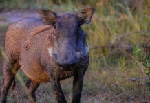 Jovem escapa por pouco de ataque de javali na Serra Catarinense Jovem escapa por pouco de ataque de javali na Serra Catarinense