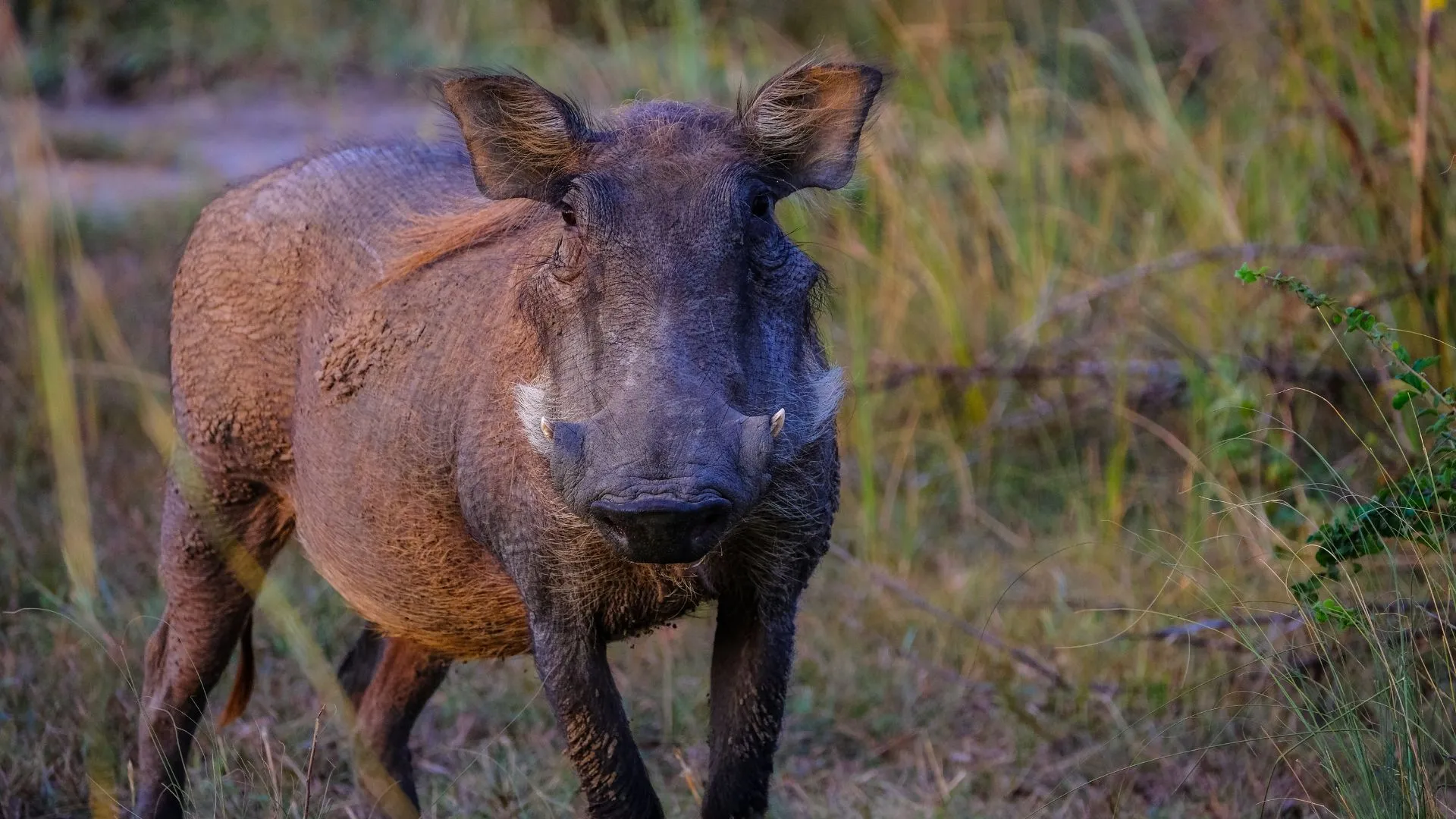 Jovem escapa por pouco de ataque de javali na Serra Catarinense